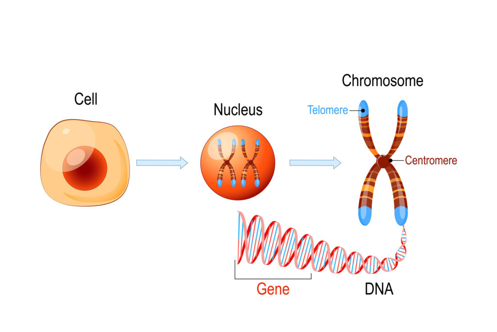 Telomeres for health